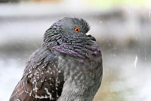Перед вихідними дощів в Україні побільшає, температура почне знижуватися - we.ua