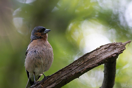 Наприкінці тижня на українців чекає 15-градусне тепло, дощі - лише в кількох областях - we.ua