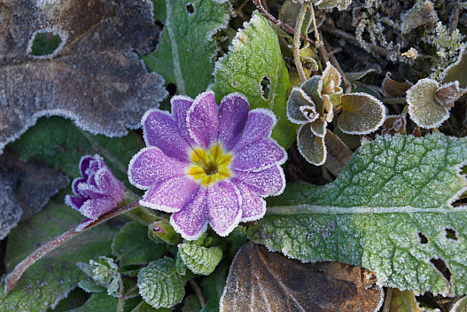 Вночі температура в Україні впаде до 