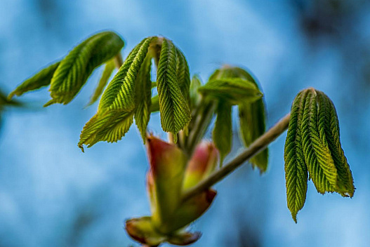 Синоптики розказали, чи стане тепліше у Києві - we.ua