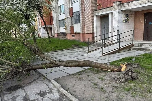 Буревій у Львові та Івано-Франківську повалив дерева - we.ua