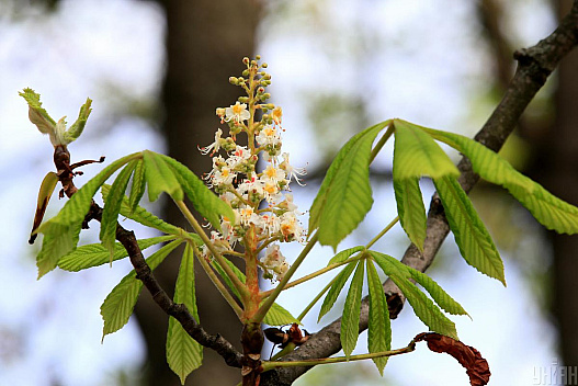 У вівторок температура в Києві не перевищить +10° - we.ua