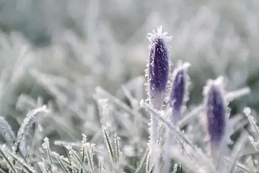 Вітер вщухне, але заморозки залишаться - синоптик попередила про холод і мокрий сніг 29 квітня - we.ua