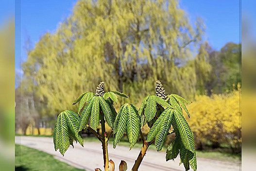 «Осмілівше тепло»: заморозки з дощами нарешті відступають з України - we.ua
