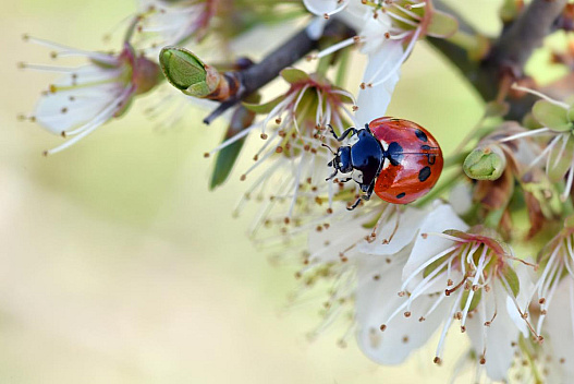 Детальний прогноз погоди на травень 2026: коли потеплішає і скільки буде дощів - we.ua