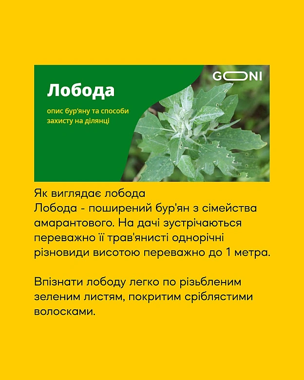 надибав цікаву статтю ))))) читаю ... зерна лободи переносяться гімном птахів та тварин ))) - GONI Memes на we.ua