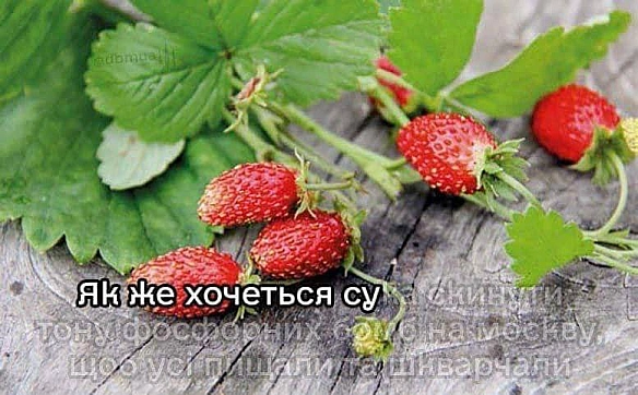 Кардинальний Рішельє на we.ua