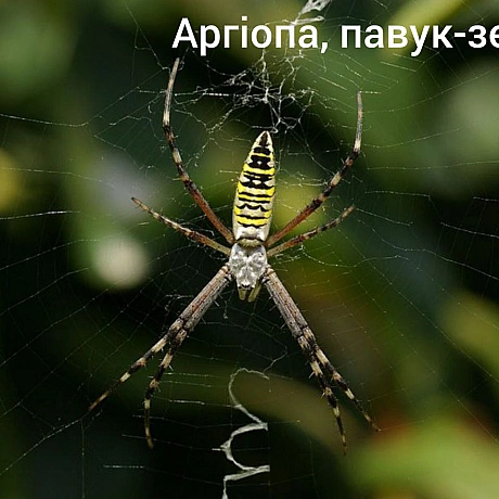 Окрім змій небезпечними є також павуки, тож далі про нихАргіопа, павук зебра. Останнім часом розповсюдився до північних регіон... - Нейт on we.ua