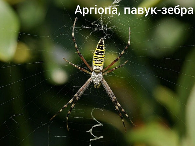 Окрім змій небезпечними є також павуки, тож далі про нихАргіопа, павук зебра. Останнім часом розповсюдився до північних регіон... - Нейт на we.ua