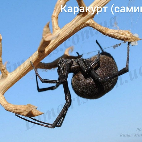 Окрім змій небезпечними є також павуки, тож далі про нихАргіопа, павук зебра. Останнім часом розповсюдився до північних регіон... - Нейт on we.ua