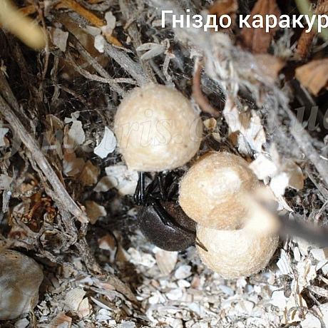 Окрім змій небезпечними є також павуки, тож далі про нихАргіопа, павук зебра. Останнім часом розповсюдився до північних регіон... - Нейт on we.ua