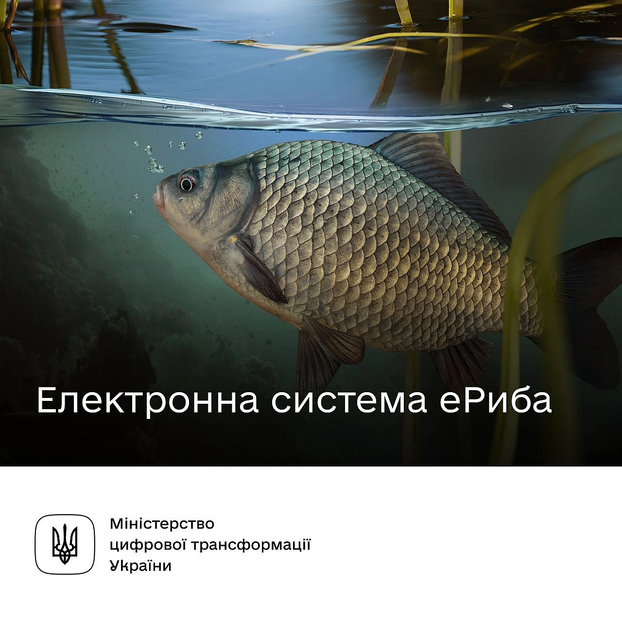 🎣 Риболовля без схем та корупції. В Україні запустили е-систему рибного господарства У системі вже доступна перша послуга — де... - Мінцифра на we.ua