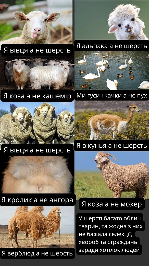 Шерсть це ПТП (продукт тваринного походження) тому веган_ки уникають купівлі товарів з нею.Часом це буває дуже непомітно (як от... - 🌱 Веганський Тернопіль на we.ua