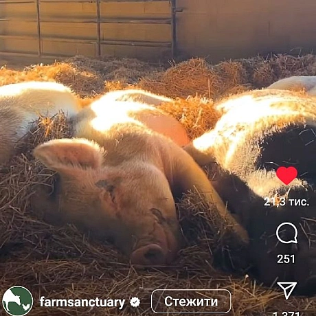 Чисті свиніСвині люблять прикрашати своє житло паличками і навіть квітамиСвині люблять валятися на свіжому сіні з своєю сім'є... - 🌱 Веганський Тернопіль на we.ua
