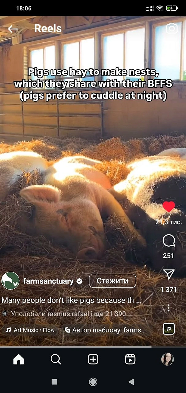 Чисті свиніСвині люблять прикрашати своє житло паличками і навіть квітамиСвині люблять валятися на свіжому сіні з своєю сім'є... - 🌱 Веганський Тернопіль на we.ua