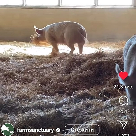Чисті свиніСвині люблять прикрашати своє житло паличками і навіть квітамиСвині люблять валятися на свіжому сіні з своєю сім'є... - 🌱 Веганський Тернопіль на we.ua