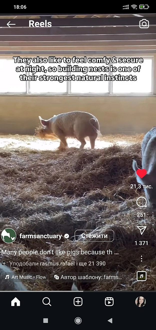 Чисті свиніСвині люблять прикрашати своє житло паличками і навіть квітамиСвині люблять валятися на свіжому сіні з своєю сім'є... - 🌱 Веганський Тернопіль на we.ua