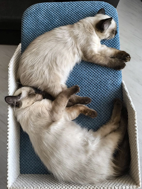 Рейтинг найкращих звуків у світі за версією моїх котів.1. Відкриття пачки з кормом.2. Закриття нотубука.3. Музика з ютуб-кан... - Давай займемось текстом on we.ua