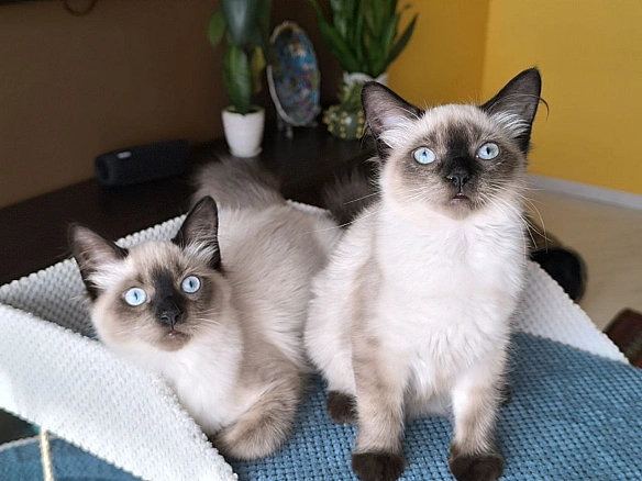 Просили показати, як виросли директори з натхнення. Зліва Міф, справа Мрія. Зараз їм 4,5 місяці. Балінезійці.Вони братик і сес... - Давай займемось текстом on we.ua