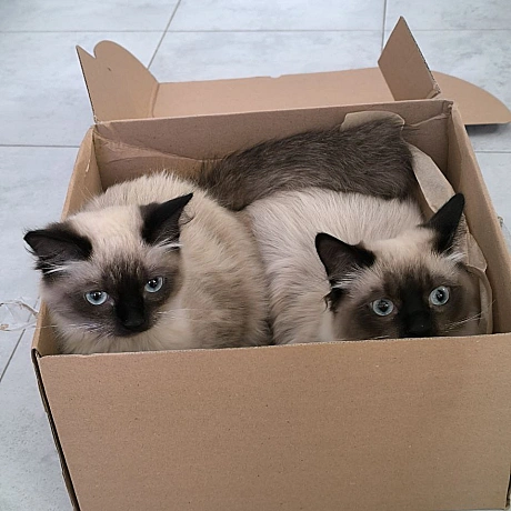 Мені дісталося дещо дуже й дуже особливе. Поштою приїхала дегустаційна коробка Смідинської капусти. Зараз розповім, що це за стр... - Давай займемось текстом on we.ua