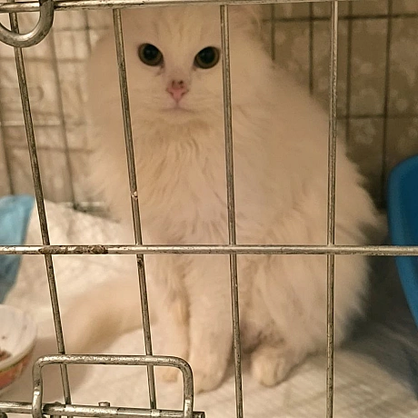 Речі, які потрібно знати про цього кота.1. Він хлопчик, хоча спочатку всі думали, що дівчинка.2. Яка ж у нього шерсть!.. Сніж... - Давай займемось текстом on we.ua