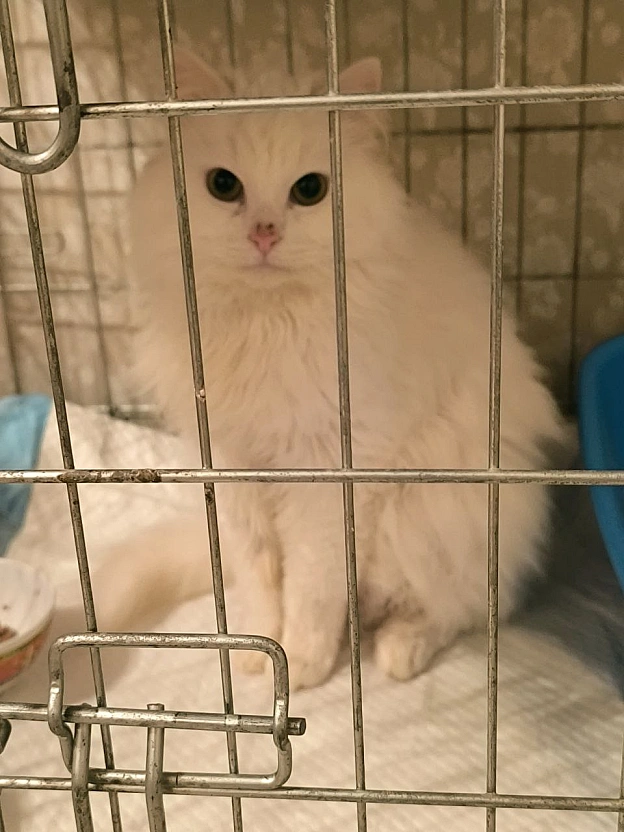 Речі, які потрібно знати про цього кота.1. Він хлопчик, хоча спочатку всі думали, що дівчинка.2. Яка ж у нього шерсть!.. Сніж... - Давай займемось текстом on we.ua