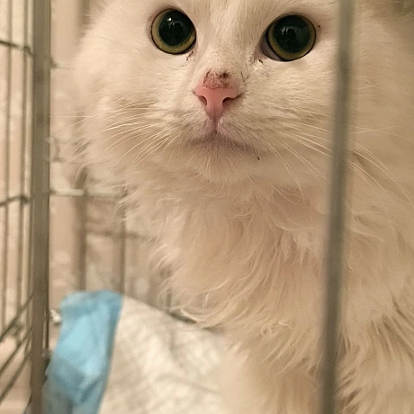 Речі, які потрібно знати про цього кота.1. Він хлопчик, хоча спочатку всі думали, що дівчинка.2. Яка ж у нього шерсть!.. Сніж... - Давай займемось текстом on we.ua