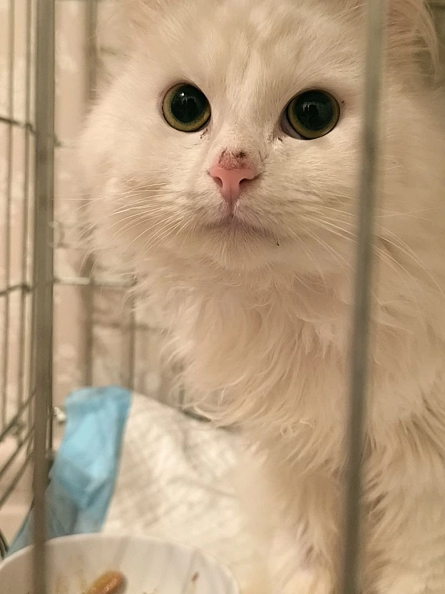 Речі, які потрібно знати про цього кота.1. Він хлопчик, хоча спочатку всі думали, що дівчинка.2. Яка ж у нього шерсть!.. Сніж... - Давай займемось текстом on we.ua