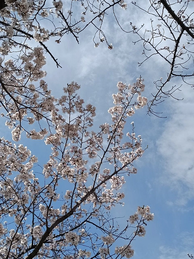 Рання біла сакура — перший подих весни в Японії🌸Поки вся стрічка ще тільки готується вибухнути рожевим цвітом, у Японії вже кв... - Перо і катана on we.ua