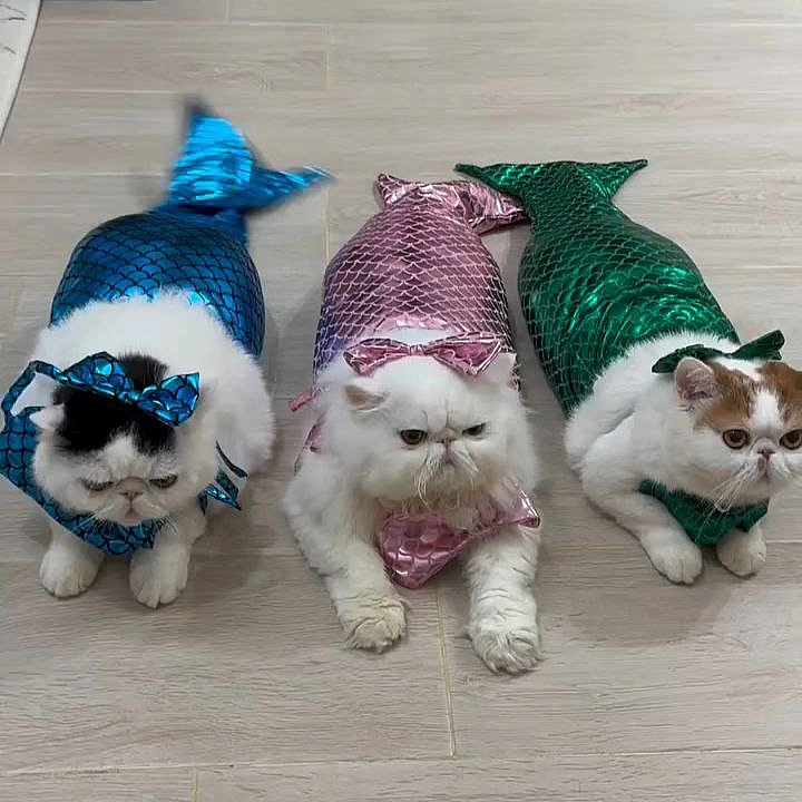 наші маладці 💪🏻😼 - Музика і Котики на we.ua