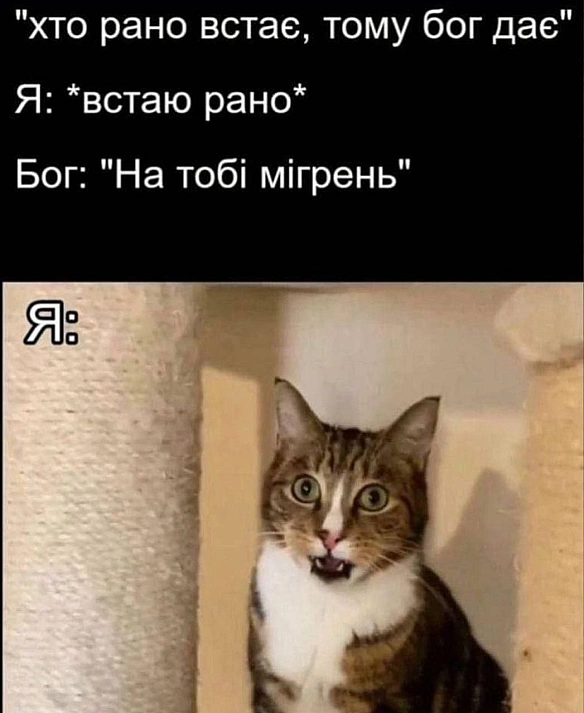 Баба і Кіт на we.ua