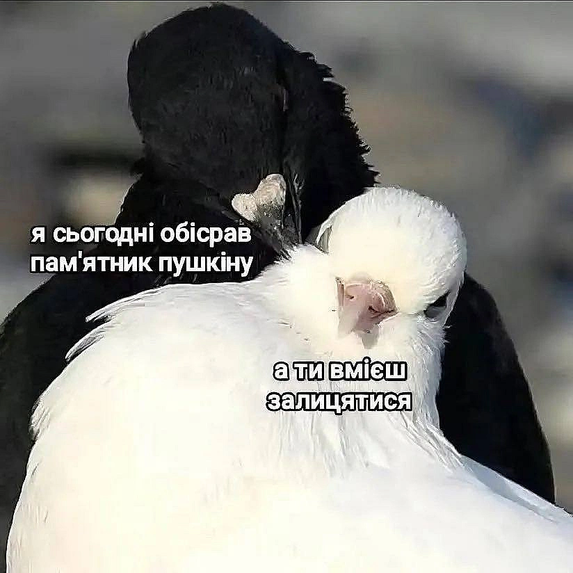 Баба і Кіт на we.ua