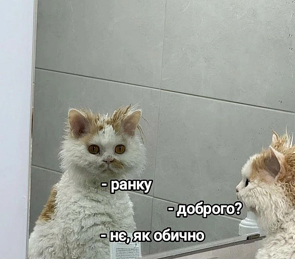 Баба і Кіт на we.ua