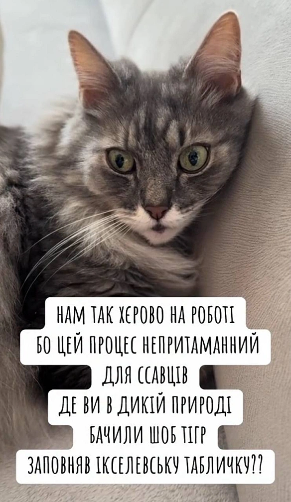 Баба і Кіт на we.ua