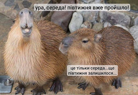 Баба і Кіт на we.ua