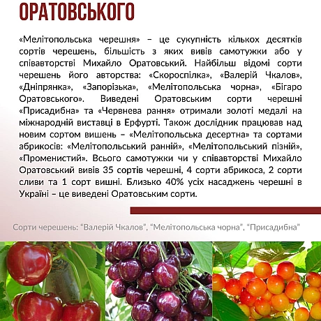 4 липня відзначаємо 120 річницю українського науковця та селекціонера Михайла Оратовського. Виведені ним сорти черешні стали одн... - Український інститут національної пам'яті на we.ua