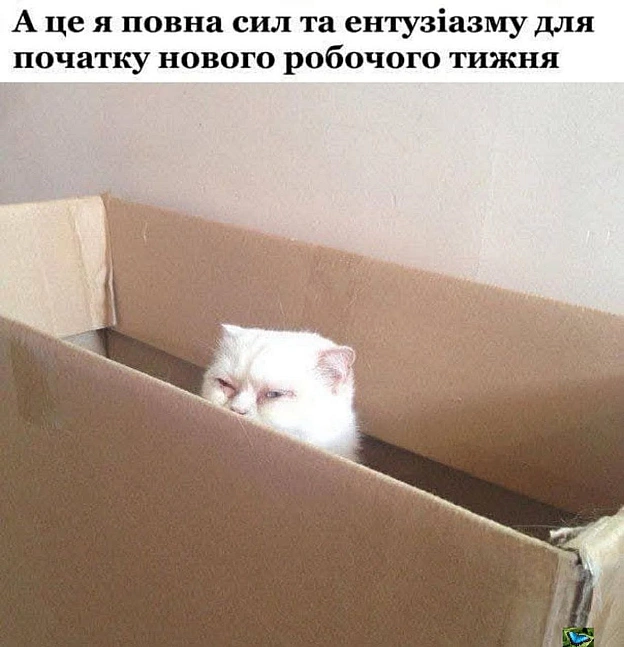 Баба і Кіт на we.ua