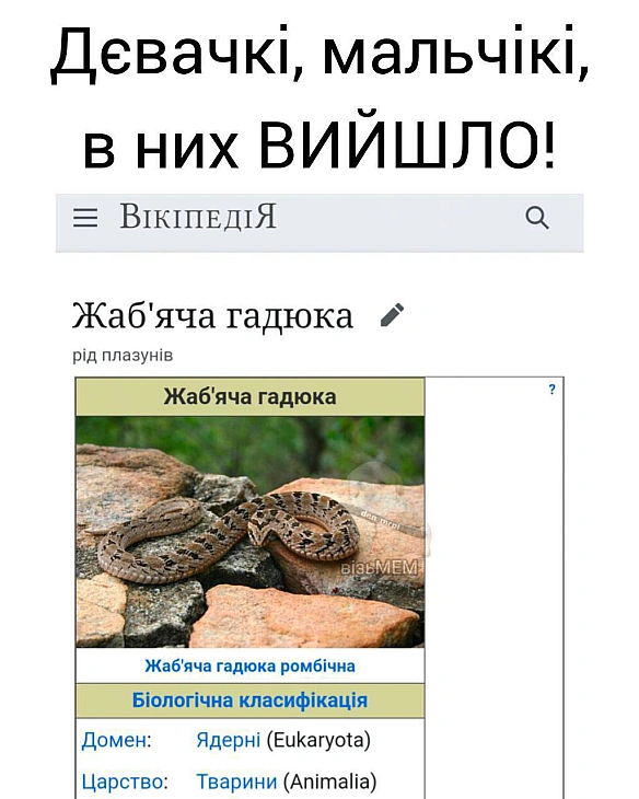 Баба і Кіт на we.ua