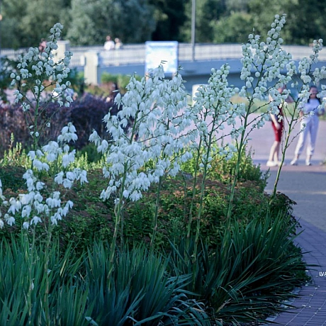 Літня ідилія на Оболонському острові! ☀️🌿Ніжні квіти юки розквітли, створюючи атмосферу спокою та краси. Ідеальне місце для про... - Репортер інформує на we.ua