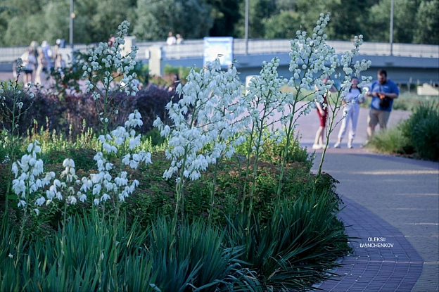 Літня ідилія на Оболонському острові! ☀️🌿Ніжні квіти юки розквітли, створюючи атмосферу спокою та краси. Ідеальне місце для про... - Репортер інформує on we.ua