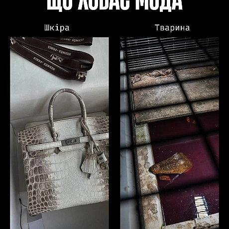 Сьогодні — День моди. І поки одні обговорюють тренди, ми говоримо про те, що досі вважають нормою: шкіру, вовну, шовк, хутро та ... - Кожна тварина на we.ua