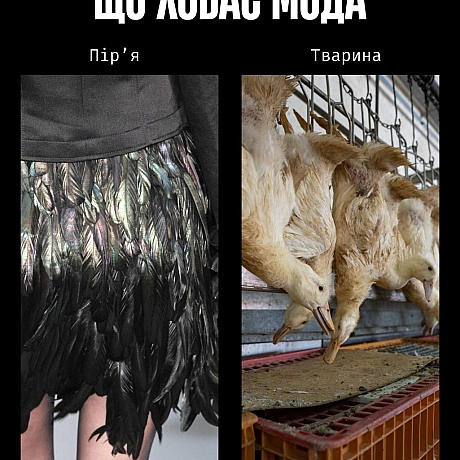 Сьогодні — День моди. І поки одні обговорюють тренди, ми говоримо про те, що досі вважають нормою: шкіру, вовну, шовк, хутро та ... - Кожна тварина на we.ua