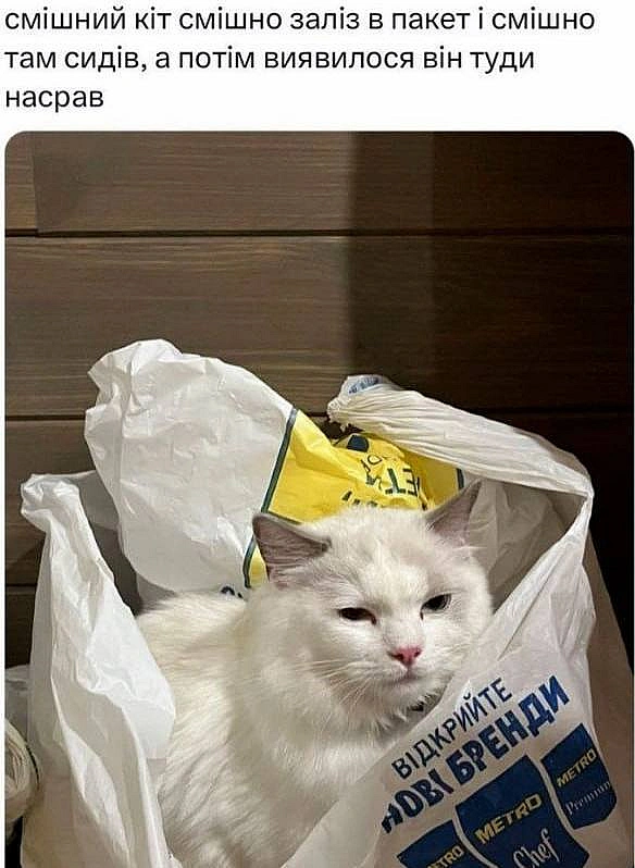 Баба і Кіт на we.ua