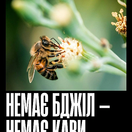 Бджоли запилюють більшість їстівних культур — від ранкової кави до яблука на перекус і гарніру до вечері. Без них зникнуть не ли... - Кожна тварина на we.ua