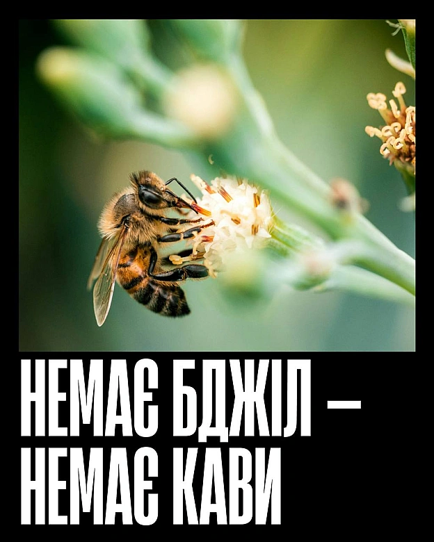 Бджоли запилюють більшість їстівних культур — від ранкової кави до яблука на перекус і гарніру до вечері. Без них зникнуть не ли... - Кожна тварина on we.ua