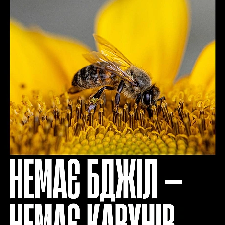 Бджоли запилюють більшість їстівних культур — від ранкової кави до яблука на перекус і гарніру до вечері. Без них зникнуть не ли... - Кожна тварина на we.ua
