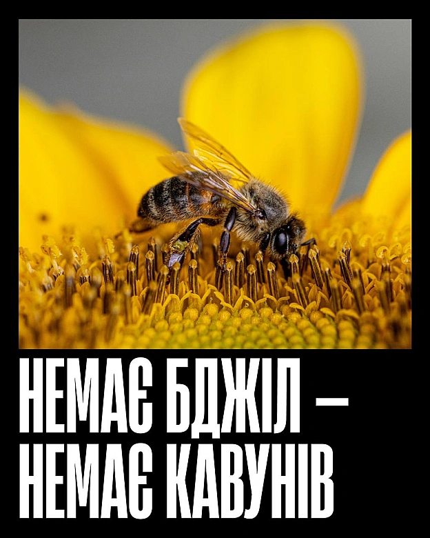 Бджоли запилюють більшість їстівних культур — від ранкової кави до яблука на перекус і гарніру до вечері. Без них зникнуть не ли... - Кожна тварина on we.ua
