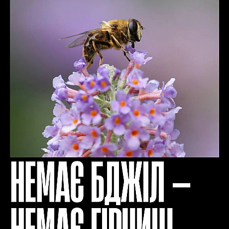 Бджоли запилюють більшість їстівних культур — від ранкової кави до яблука на перекус і гарніру до вечері. Без них зникнуть не ли... - Кожна тварина на we.ua