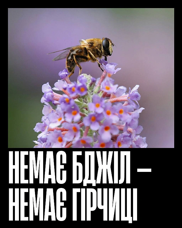 Кожна тварина on we.ua