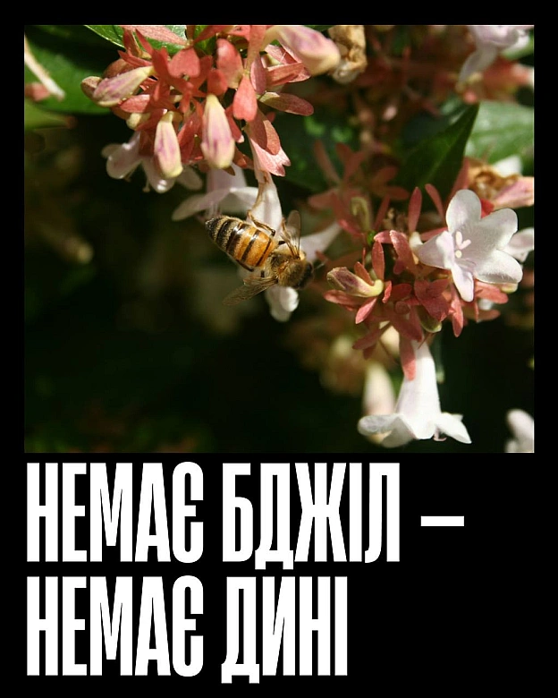 Кожна тварина on we.ua